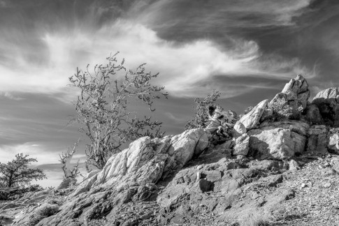 Bristlecone Pine, CA 2014