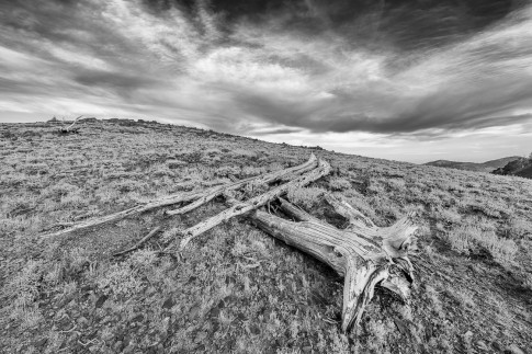 Ancient Bristlecone Logs, 2014